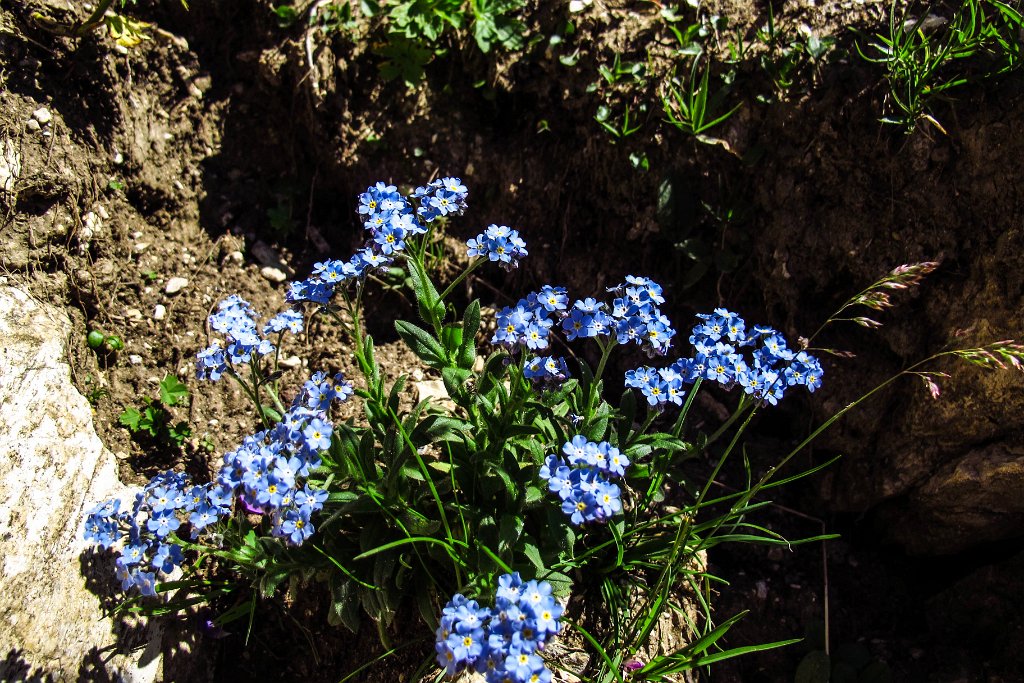 64 dazwischen immer wieder schoene Alpenblumen.jpg